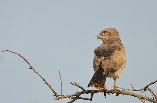 Birds-at-Bhitarkanika (1)